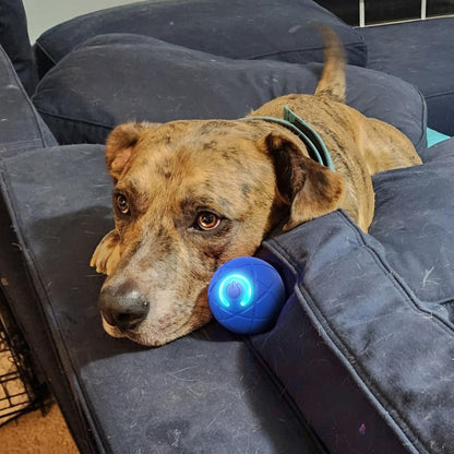 Interactive Bouncing Ball for Dogs | Self-Moving & Direction-Changing, LED Lights, USB Rechargeable for Indoor Chase & Play
